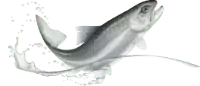 bcelogofish bw 200x86 transparent